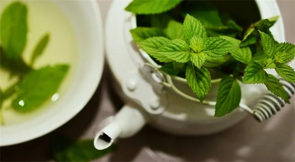オフィスに最適な観葉植物9選｜初心者でも育てやすい低照度向け