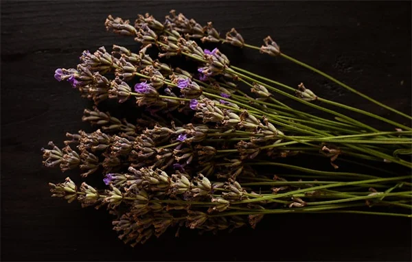 花が咲く植物でプライバシーを確保！裏庭を自分だけの楽園にする6つの方法